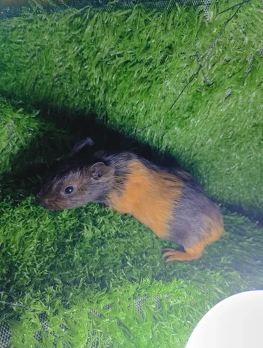 Porquinho da índia fêmea 