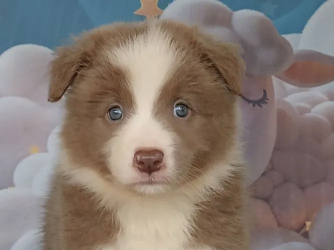 Filhotes Border collie