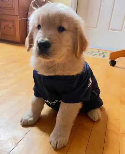 Filhote golden retriever, cheios de charme procurando seu novo lar!