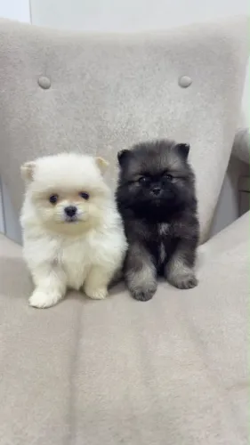 Spitz Alemão Fêmea e Macho