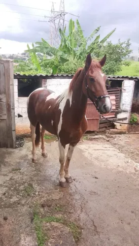 Cavalo paulista a venda