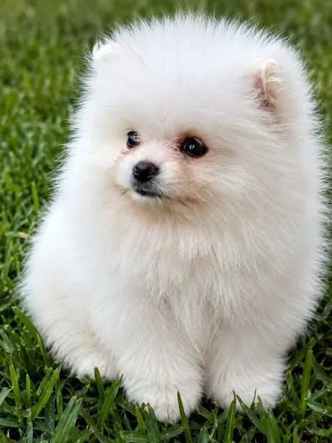SPITZ ALEMÃO BRANCO MACHO | LULU DA POMERÂNIA | FILHOTES