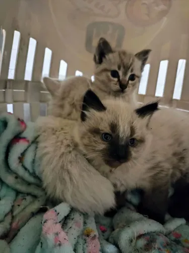 Lindos gatinhos siameses por apenas 100.00 Entrego 