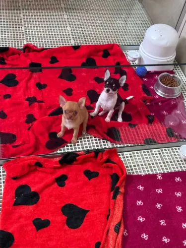 Chihuahua 