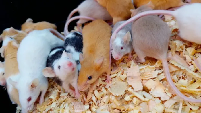 Camundongo de laboratório/ ratos pet ou alimentação