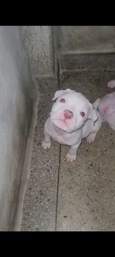 Pit bull fêmea 