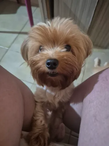 Vende-se cachorra 