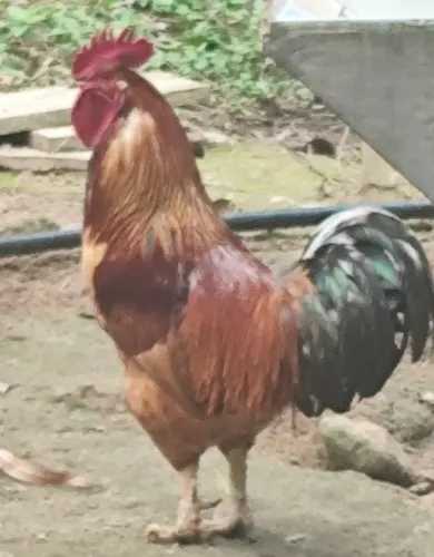 Troco galo por galinha