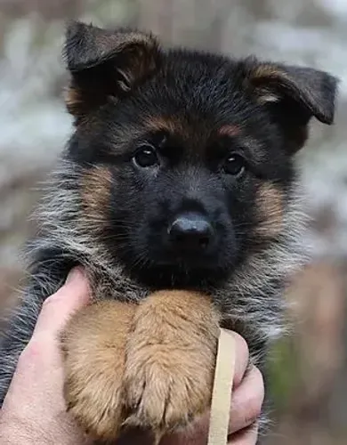 Pastor Alemão - Um Doguinho Que Merece Uma Chance De Encantar Você