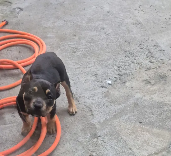 American bully pocket femea 
