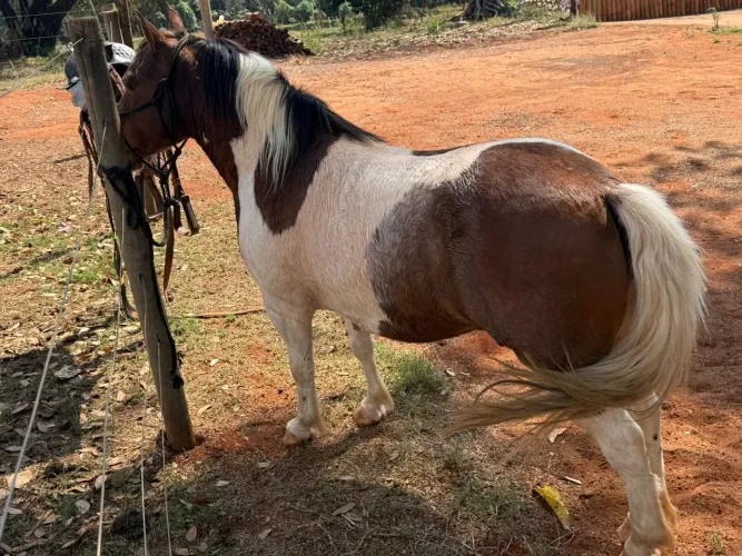 Vendo pônei 
