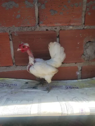 Polaca fêmea mini 