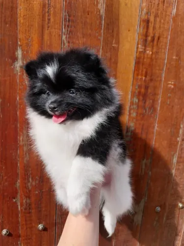 VENDE-SE SPITZ ALEMÃO ANÃO - FÊMEA