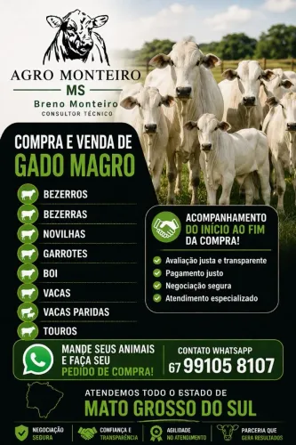 Gado de corte 