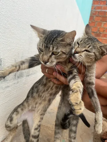 Doação de gatos