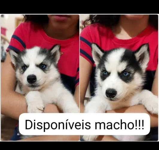 Husky Siberiano