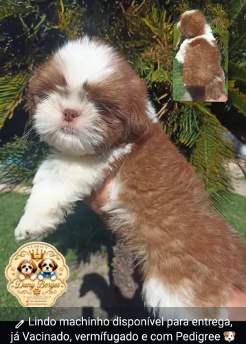 Shih tzu disponível