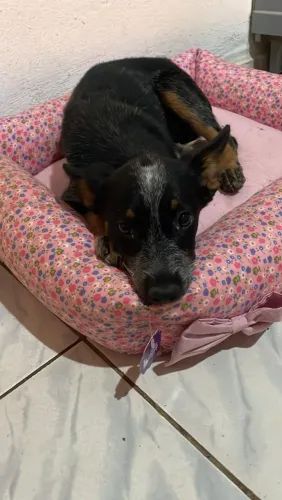 Boiadeiro Australiano 