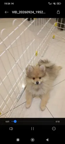 Lulu da Pomerânia 