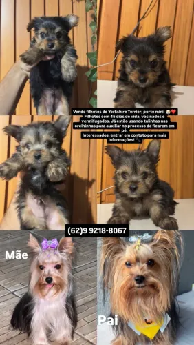 Yorkshire Terrier
