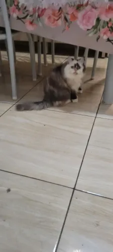 Gata persa