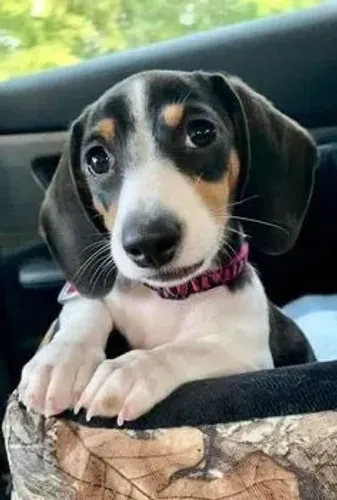 Basset teckel calmo e carinhoso