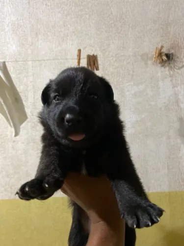 Filhotes de Pastor belga 