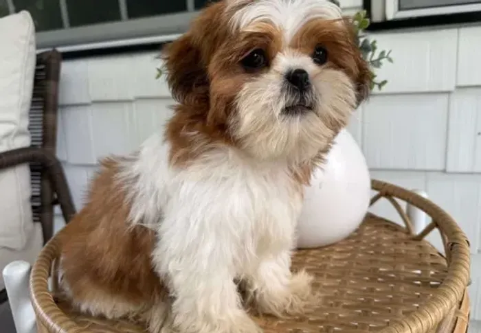 Filhote de shi tzu