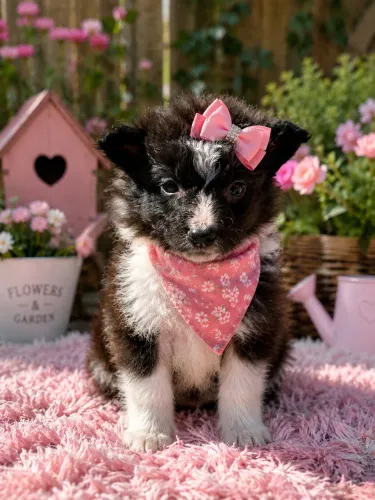 Belíssima filhote de border collie fêmea branca e preta