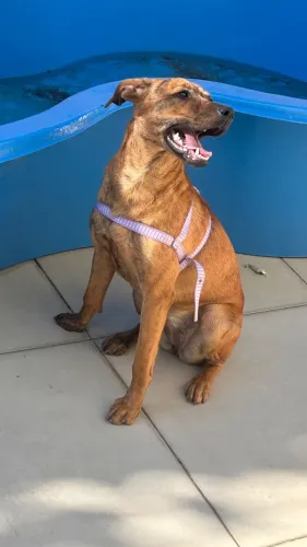 Doação Responsável - Vira Lata, Vacinada e Vermifugada, 6 meses, Porte médio 