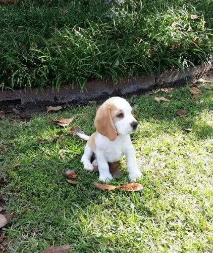 Confira filhote de Beagle mini 13 polegadas