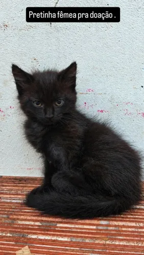 Gato preto