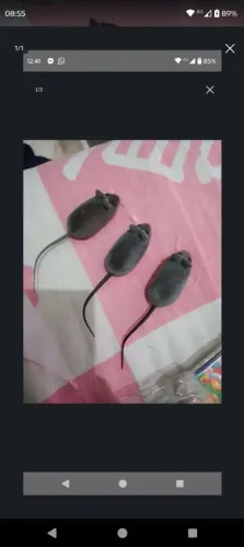 3 ratinhos de brinquedo para gatos
