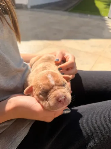 Filhotes de American Bully XXL