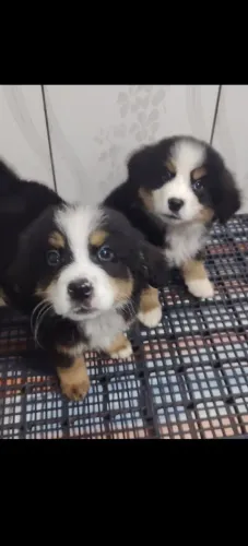 Bernese promoção últimos