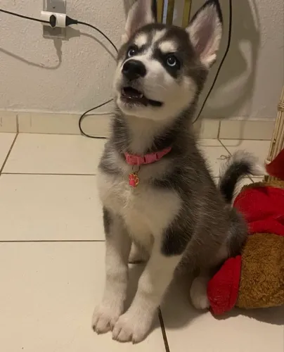 Husky siberiano fêmea ( diz sua oferta )