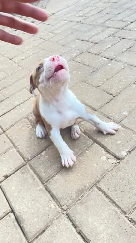 Filhote de Pitbull puro sangue