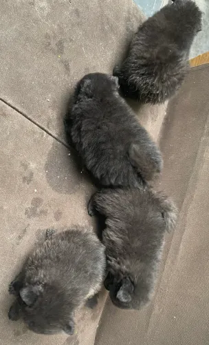 Lulu da Pomerânea