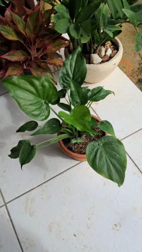 Planta alocasia cucullata