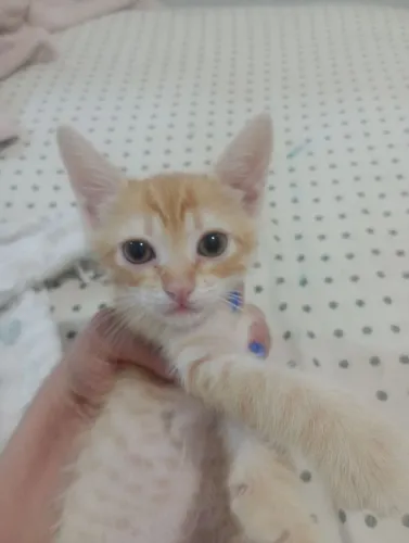 Gatinho filhote para adoção