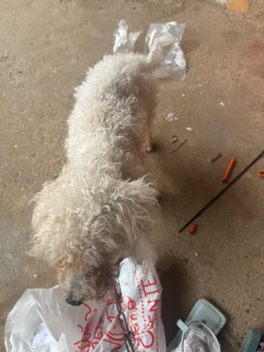 Doa - se uma Poodle