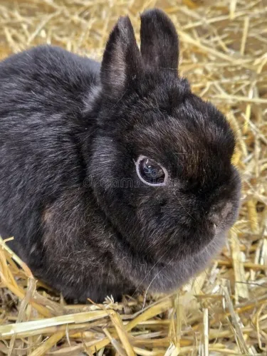 Netherland show com +- 8 meses 