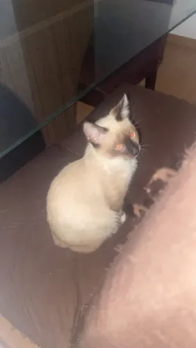 Doação de gato