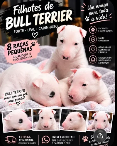 Bullterrie filhotes disponíveis 