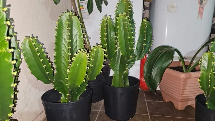 Cactos Mandacaru lindos - Tamanho de 30cm a 1,10m
