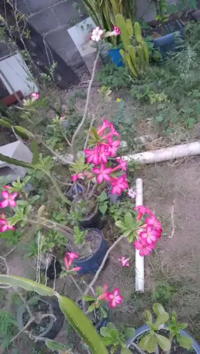 Rosas deserto promoção com 5 anos de idade
