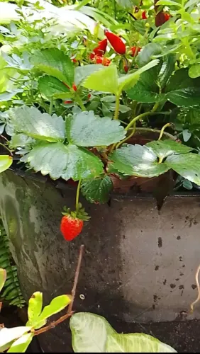 Reis das enxertadas frutíferas que você procura? para vaso ou jardim