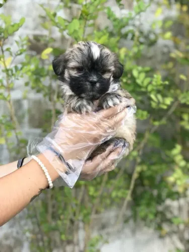 Lhasa Apso os mais saudaveis e legetimos pacotinhos de amor
