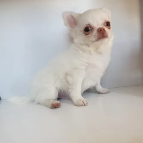 Filhotes de Chihuahua Minúsculos: Branco, Creme, Bicolor e Mais