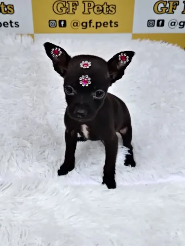 Linda pinscher femea Black em ate 10x sem jurus 